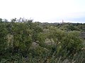 Dune landscape, Schiermonnikoog