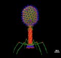 Thumbnail for File:T4 Bacteriophage.gif