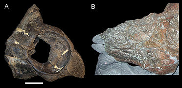 December 28: Achelousaurus nasal openings