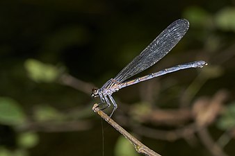 Malabar Torrent Dart Euphaea fraseri, female