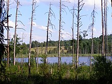 KarulaSavijärv.JPG