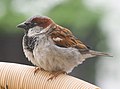 Italiano: Passera oltremontana Passer domesticus