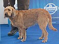 Styrian Coarse-haired Hound