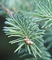 Close-up of leaves