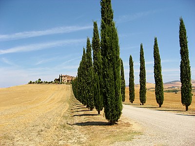 Val d'Orcia, Tuscany, Italy: Countryside road lined with cypress trees in the summer months.