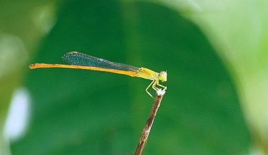 Orange Marsh Dart Ceriagrion rubiae male