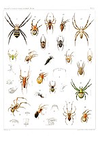 Thumbnail for File:Japanese-spiders-Dönitz-Boesenberg-1909-Tafel4.jpg