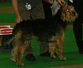 Otterhound, black & tan