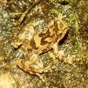 January 30: The Eungella torrent frog Taudactylus eungellensis is critically endangered.