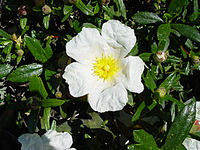 Cistus palhinhae