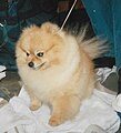 Pomeranian, orange