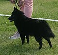 Schipperke, long-tailed