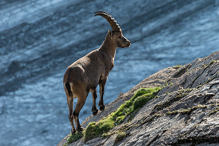 Capra ibex (Alpine Ibex)