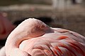 * Nomination A flamingo at the Santa Barbara Zoo. Dori 18:44, 1 April 2008 (UTC) * Promotion Good, soft light. Arria Belli 12:54, 7 April 2008 (UTC)