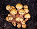 Armillaria limonea