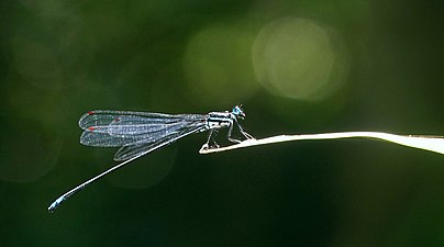 Esme mudiensis male