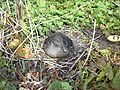 Female on nest; Farne Islands, Northumberland, UK