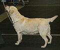 Labrador Retriever, show line, yellow