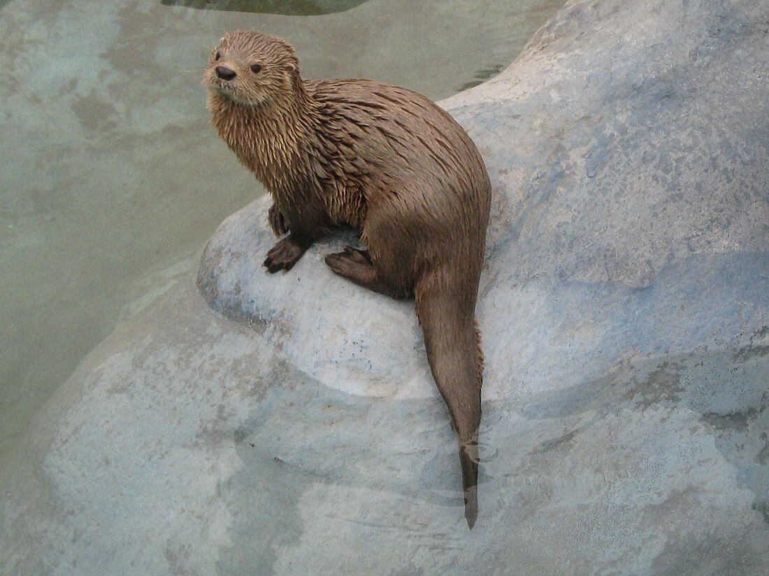 Marine otter