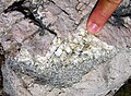 Pegmatitic granite, Rock Creek Canyon, eastern Sierra Nevada, California.