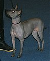 American Hairless Terrier, Hairless, blue