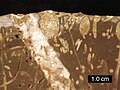 Cross-section of a Jurassic rockground; borings include Gastrochaenolites (some with boring bivalves in place) and Trypanites; Mendip Hills, England.