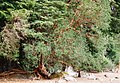 Tree in Patagonia, Chile