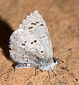 Adult, ventral view of wings.