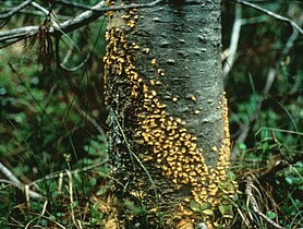 Cronartium ribicola rust fungus on Pinus monticola