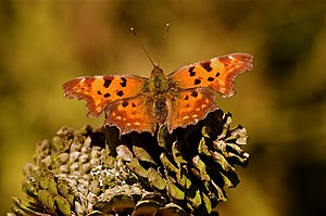 A danish butterfly