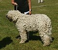 Komondor