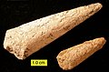 Hyoliths from the Middle Ordovician of northern Estonia; these are internal molds.