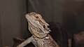 * Nomination Pogona vitticeps, --Bartiebert 17:13, 8 November 2010 (UTC) * Decline  Oppose The background is very noisy, uninteresting and way underexposed.