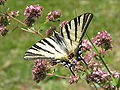 * Nomination Scarce swallowtail (Iphiclides podalirius) --Ymaup 11:05, 25 July 2009 (UTC) * Promotion  Comment Only scientific name is missing, good picture, better categories would be nice Mbdortmund 23:50, 30 July 2009 (UTC)  Info Categories added, thanks for advice Ymaup 09:00, 31 July 2009 (UTC) good work --Mbdortmund 19:37, 31 July 2009 (UTC)