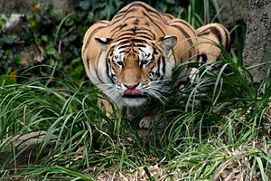 Hunting Tiger