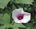 Sweet potato blossom (Ipomoea batatas) Hemingway, South Carolina