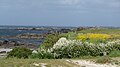 Kerlouan : rochers et lande fleurie