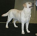 Labrador Retriever, show line, yellow