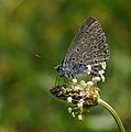 Hauhechel-Bläuling, Männchen, am Vogelstangsee