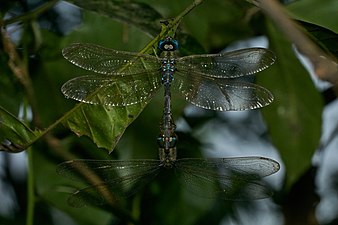 Brown darner Gynacantha dravida mating