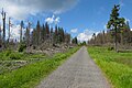 Čeština: Poničený smrkový les cestou k vrcholu Poledníku, který je součástí národního parku Šumava, nedaleko obce Prášily v okrese Klatovy English: Forest near peak Poledník, national park Šumava, near Prášily in Klatovy District