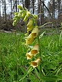 Čeština: Náprstník (Digitalis) cestou k vrcholu Poledníku, který je součástí národního parku Šumava, nedaleko obce Prášily v okrese Klatovy English: Digitalis near peak Poledník, national park Šumava, near Prášily in Klatovy District