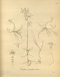 plate 189 Arthrochilus irritabilis (as syn. Drakaea irritabilis)