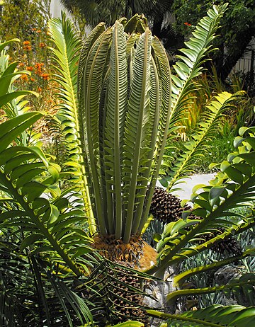 Encephalartos transvenosus