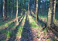 Čeština: Přírodní rezervace Getsemanka I. a II., nedaleko Rožmitálu pod Třemšínem v okrese Příbram (ČR) English: Nature reserve Getsemanka I. and II., near Rožmitál pod Třemšínem in Příbram District (Czech Republic)