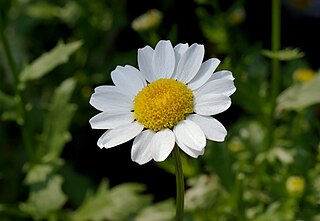 Leucanthemum paludosum