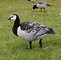 * Nomination Barnacle Goose (Branta leucopsis). --kallerna 17:25, 30 July 2009 (UTC) * Decline  Comment IMHO not sharp enough to promote, but not blurry enough to decline. Comments from others appreciated. -- H005 21:34, 3 August 2009 (UTC) like H005, head out of focus --Mbdortmund 13:52, 10 August 2009 (UTC)