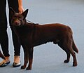 Australian Kelpie, chocolate