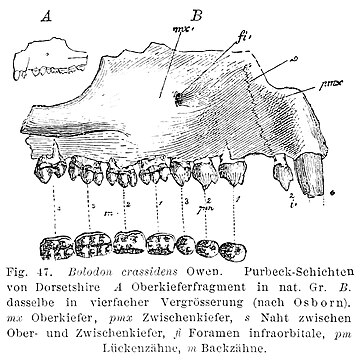 Bolodon