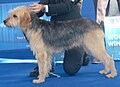 Bosnian Rough-Coated Hound, red with saddle